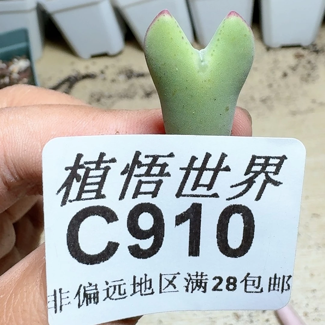 910号多肉植物大