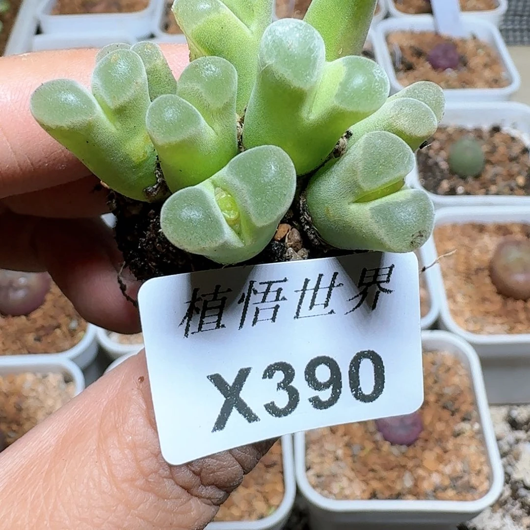 390号多肉植物哇c g