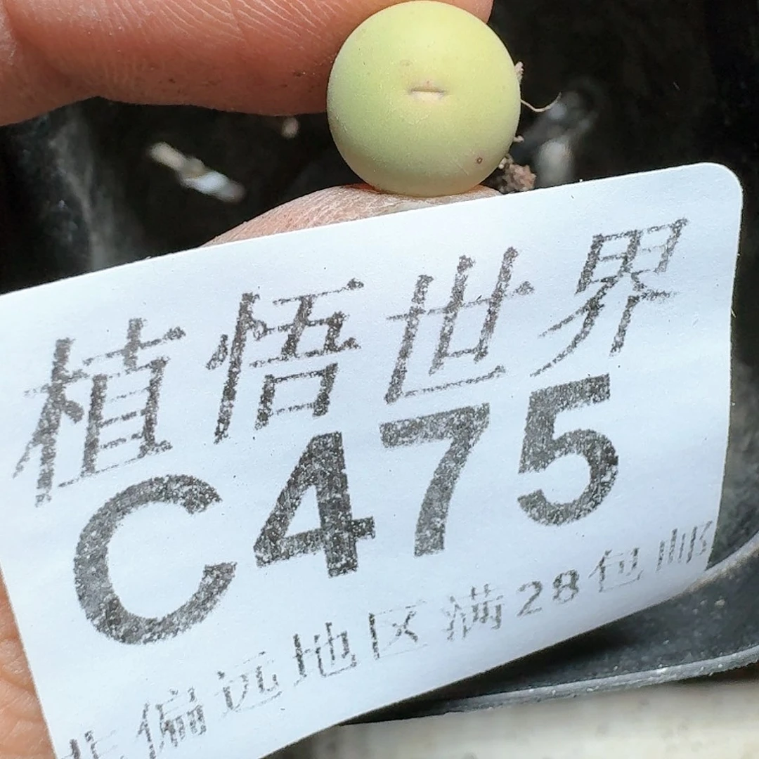 475号多肉植物哇c