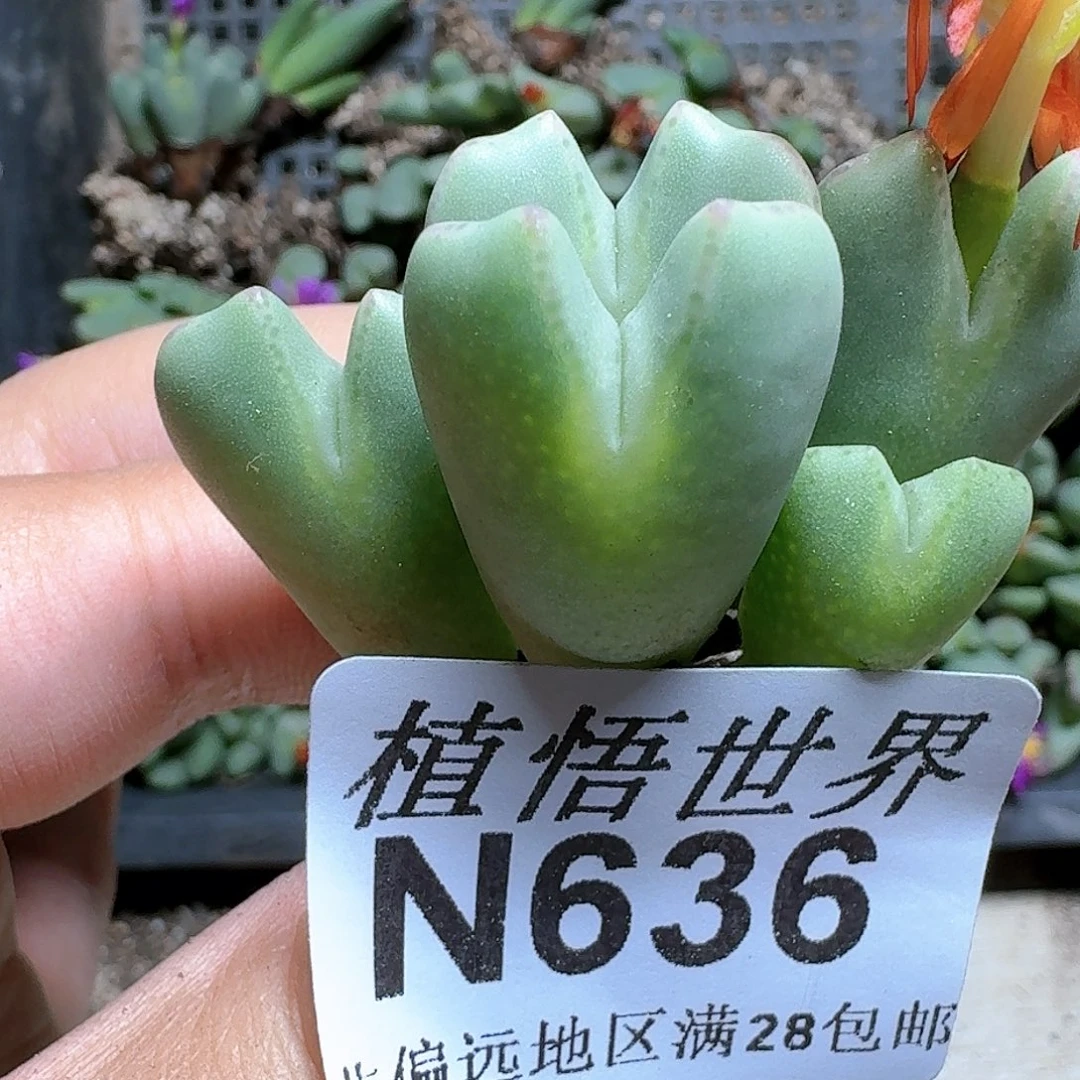 636号的植物哇c j j j
