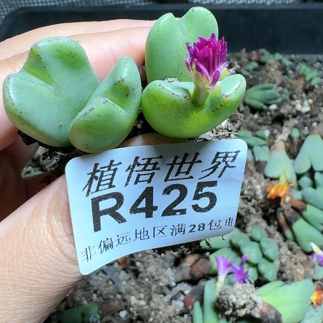 425号多肉植物哇c