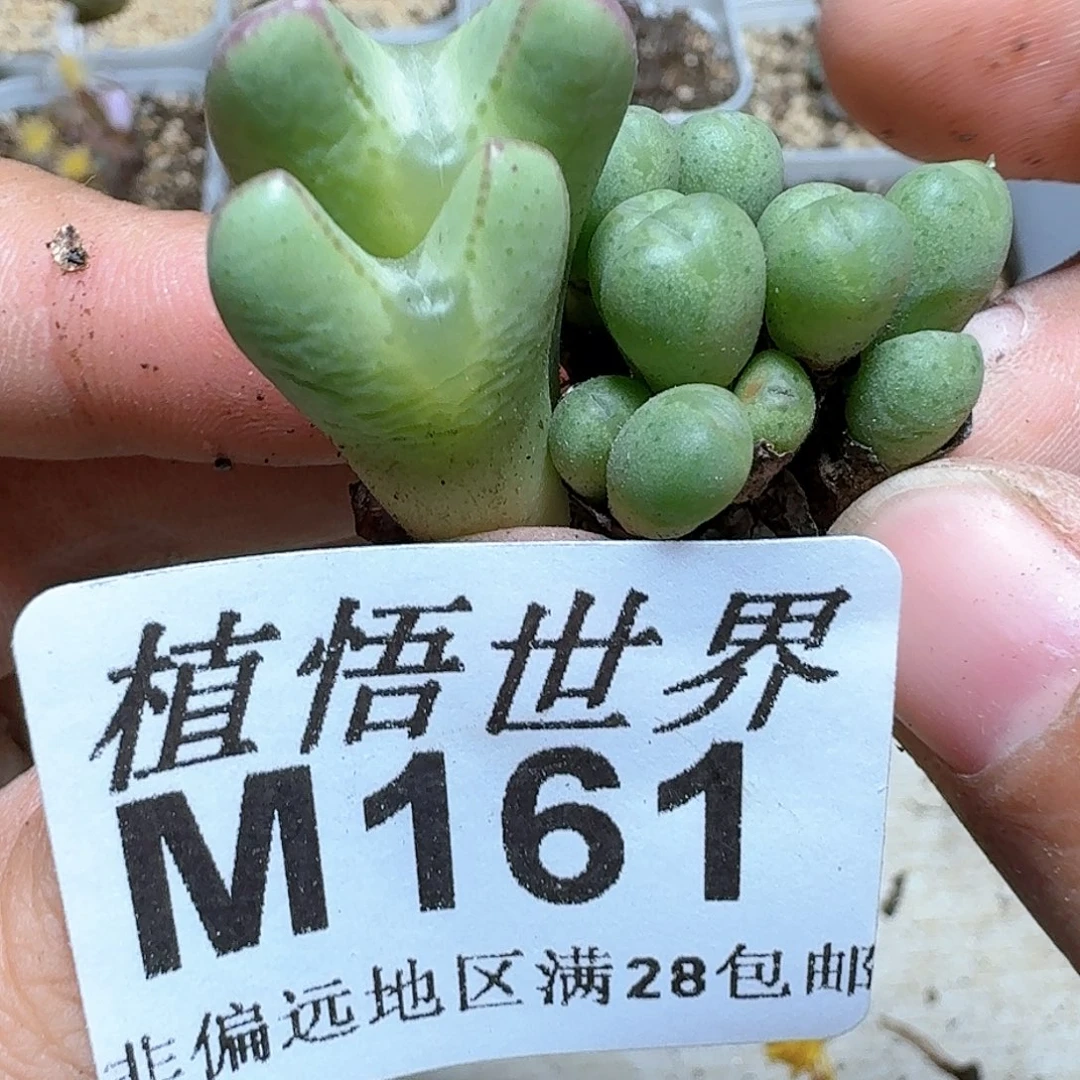 161号多肉植物大c
