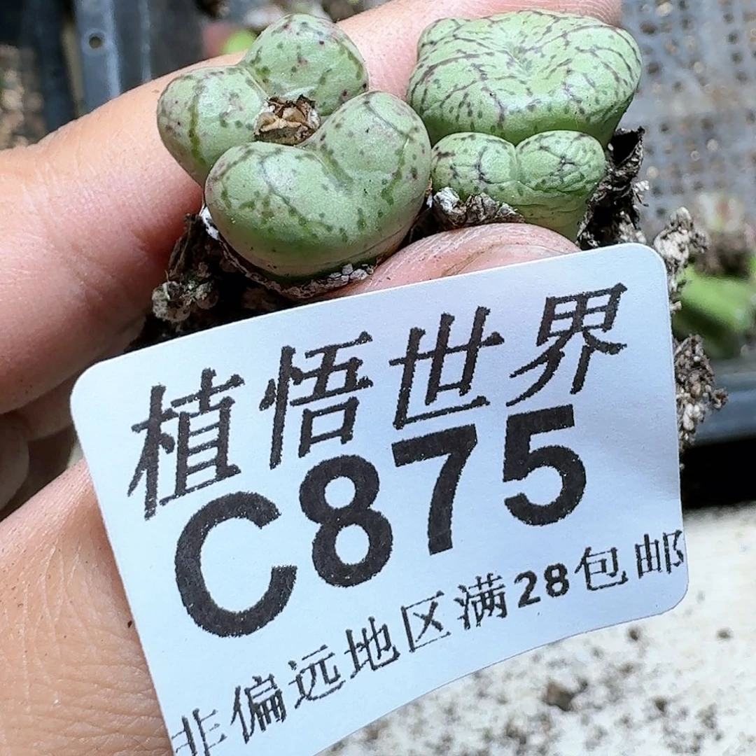 875号多肉植物大