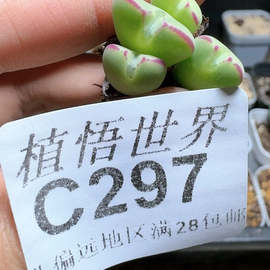 297号多肉植物哇c g