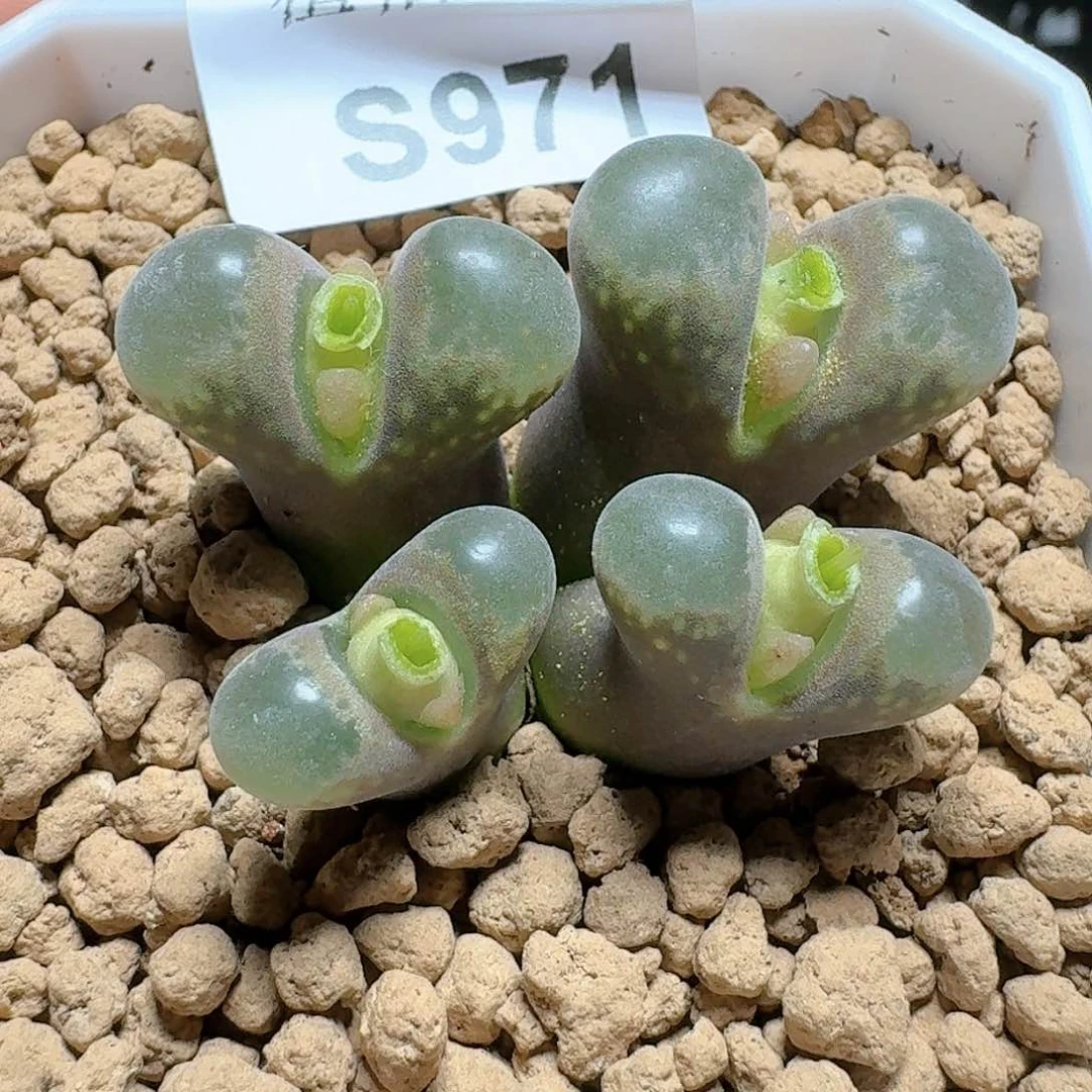 971号drzwwwc多肉植物哇