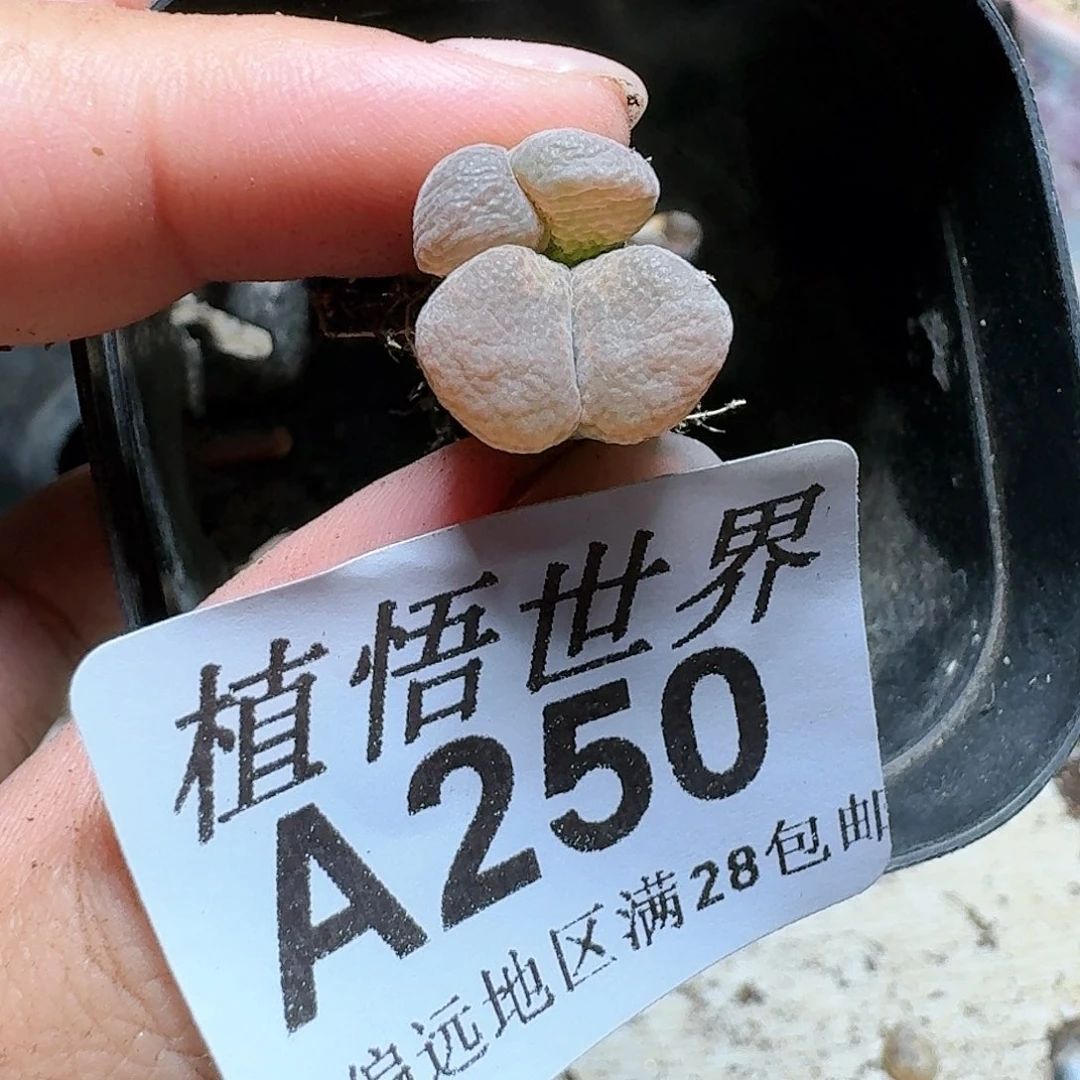 250盒多肉植物哇