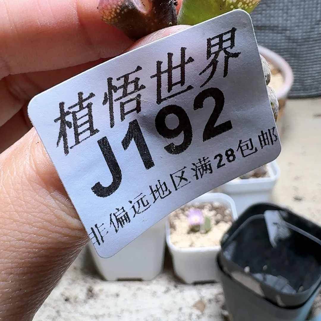 192盒多肉植物哇，