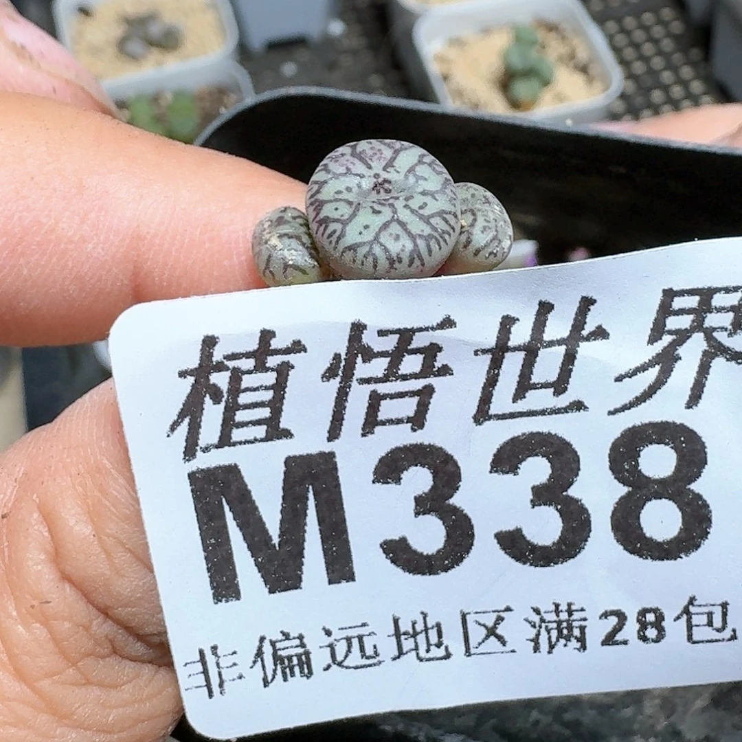 338号多肉植物x f