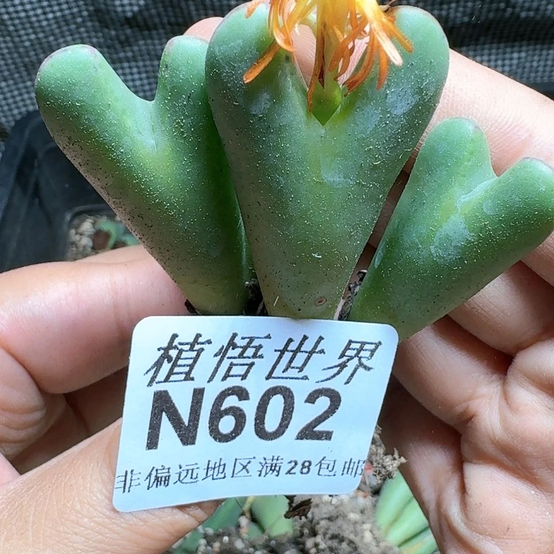 602号多肉植物哇x