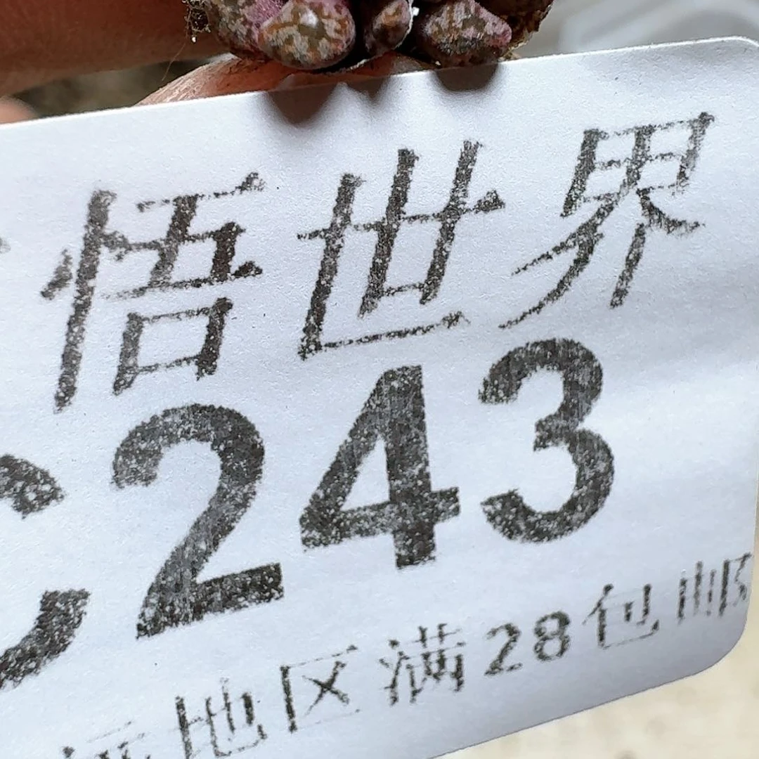243）号多肉植物哇v