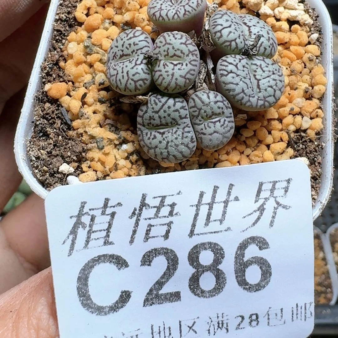 286号多肉植物哇c