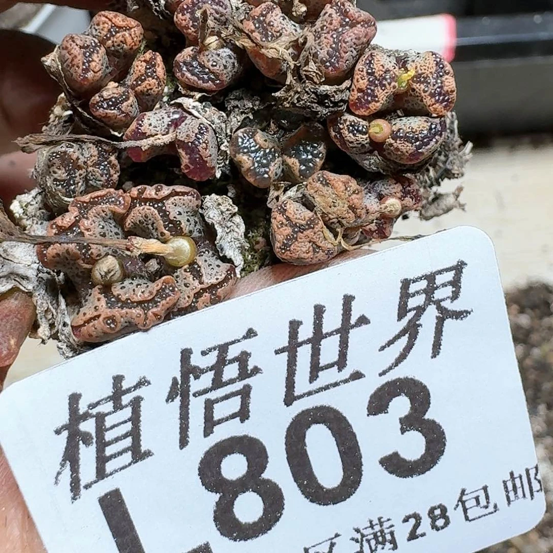 803号多肉植物x c