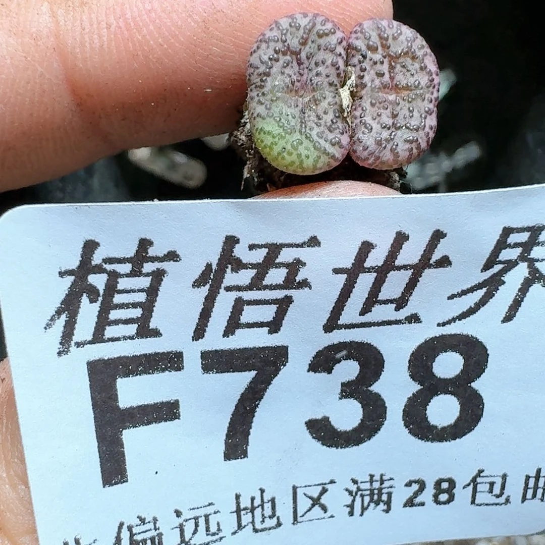 738号多肉植物d f
