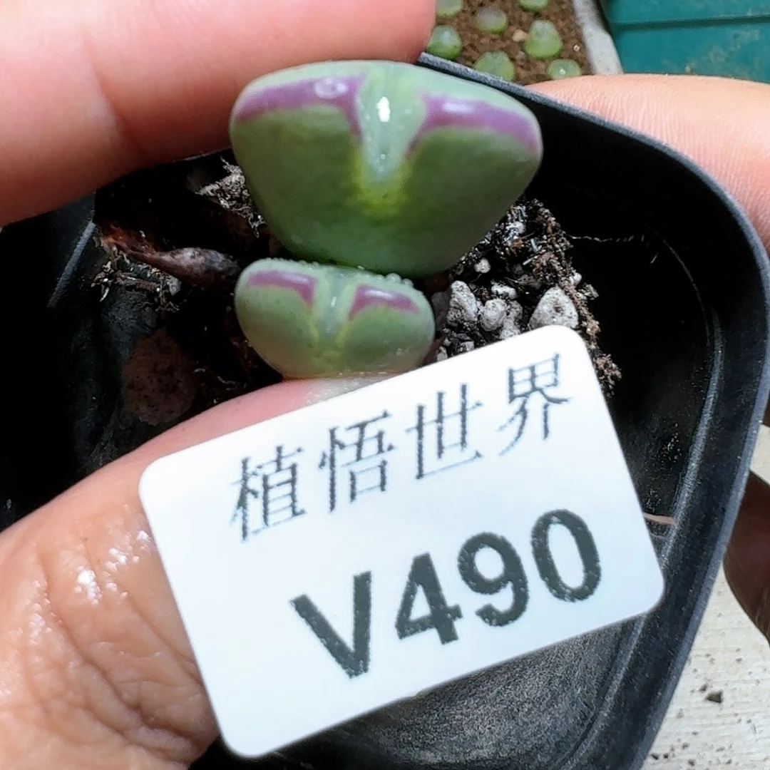 490号多人多肉植物哇c