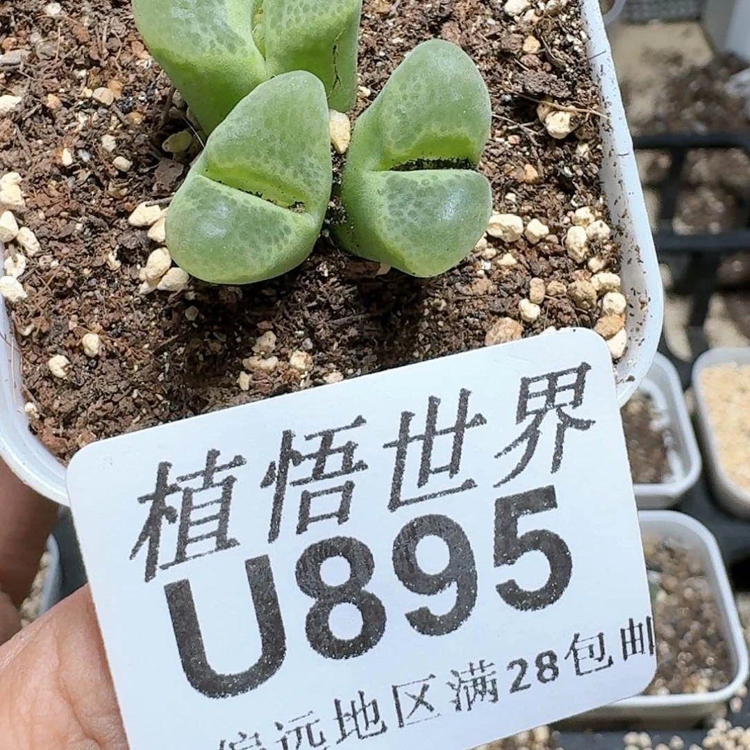895号多肉植物哇哇