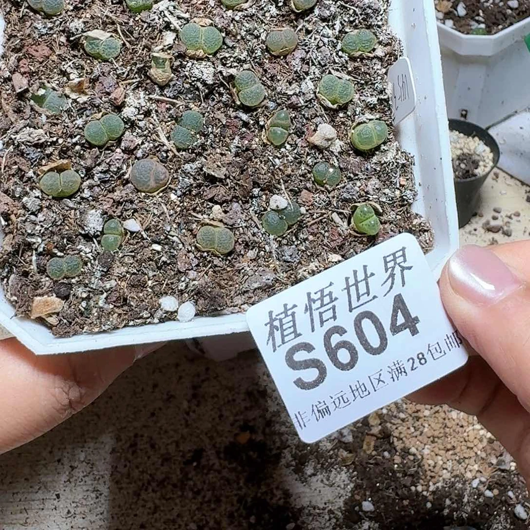 604号多肉植物哇