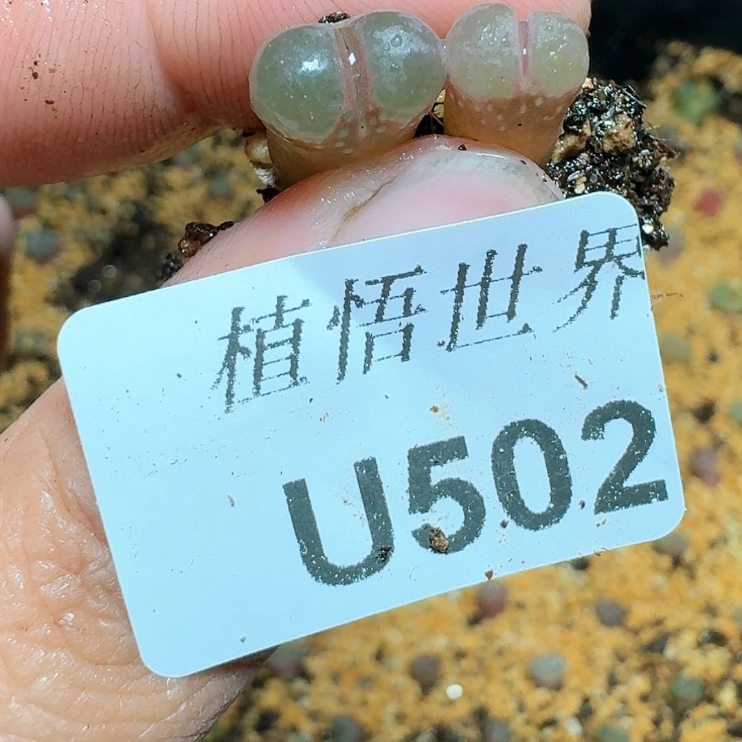 502盒多肉植物哇c