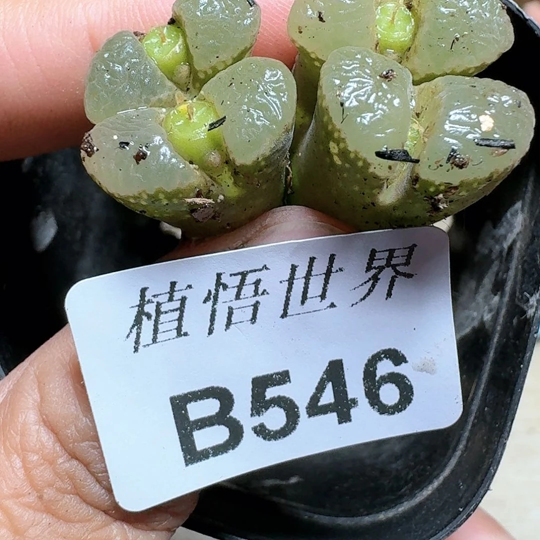 546号多肉植物哇c
