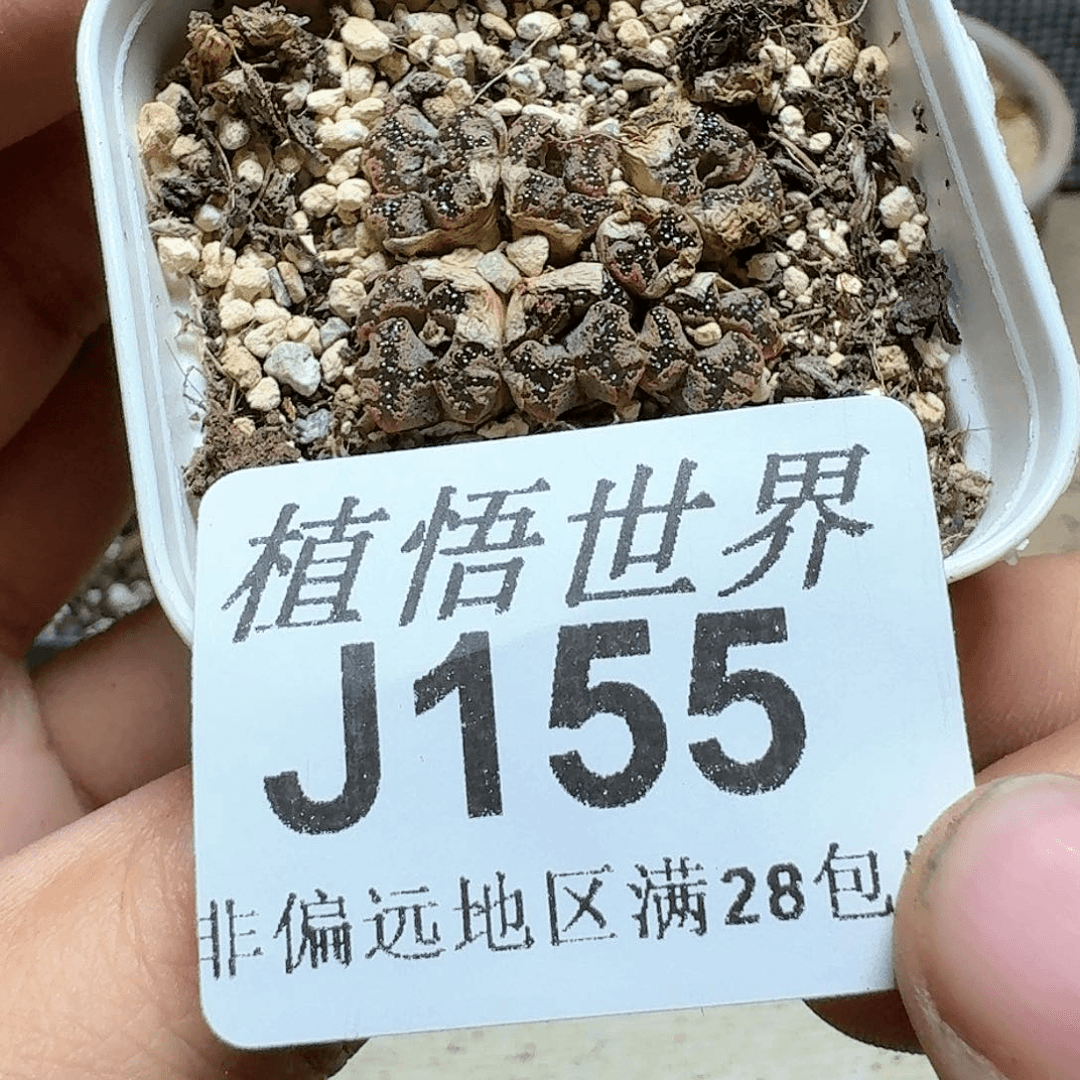 155盒多肉植物哇哇
