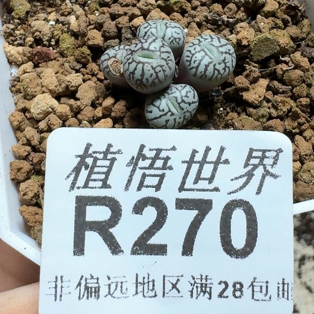 270号多肉植物哇c