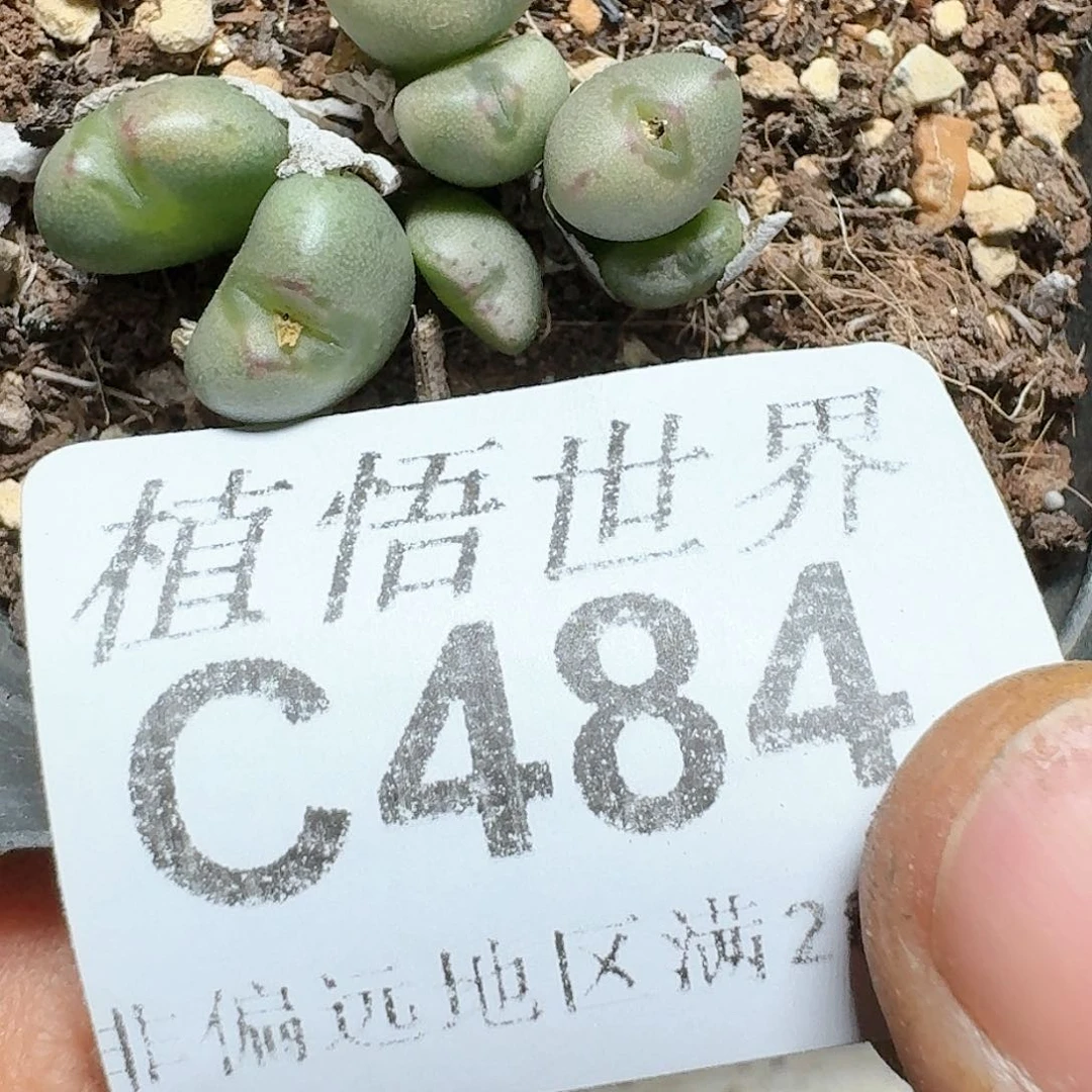484号多肉植物哇c