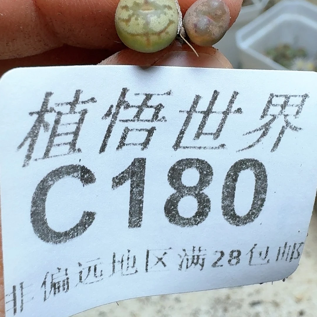 180号多肉植物哇c