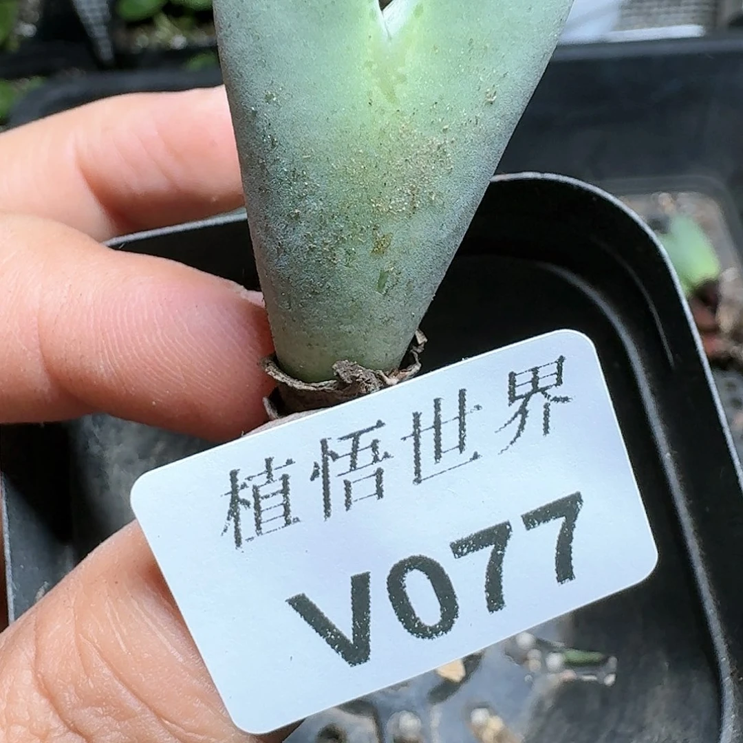 077号多肉植物完成