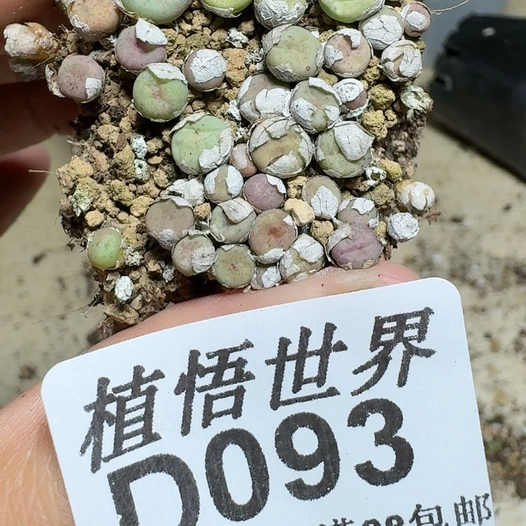 093号多肉植物哇c