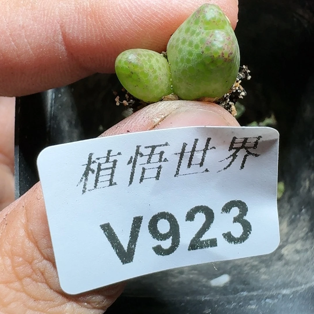 923号多肉植物哇gv