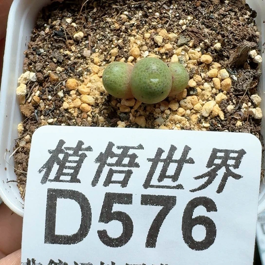 576号多肉植物哇f f