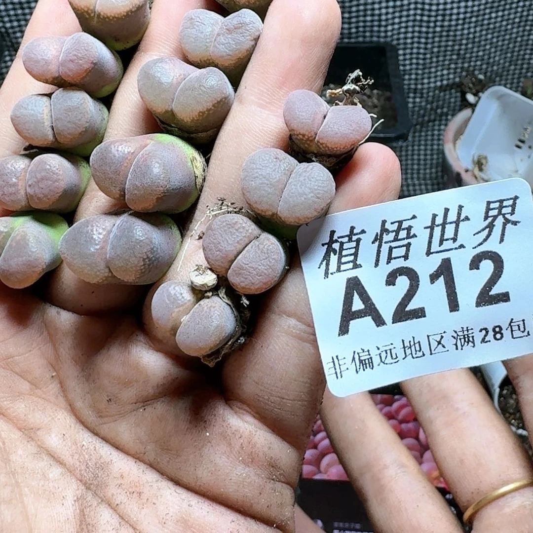1颗一组量拍多肉植物，