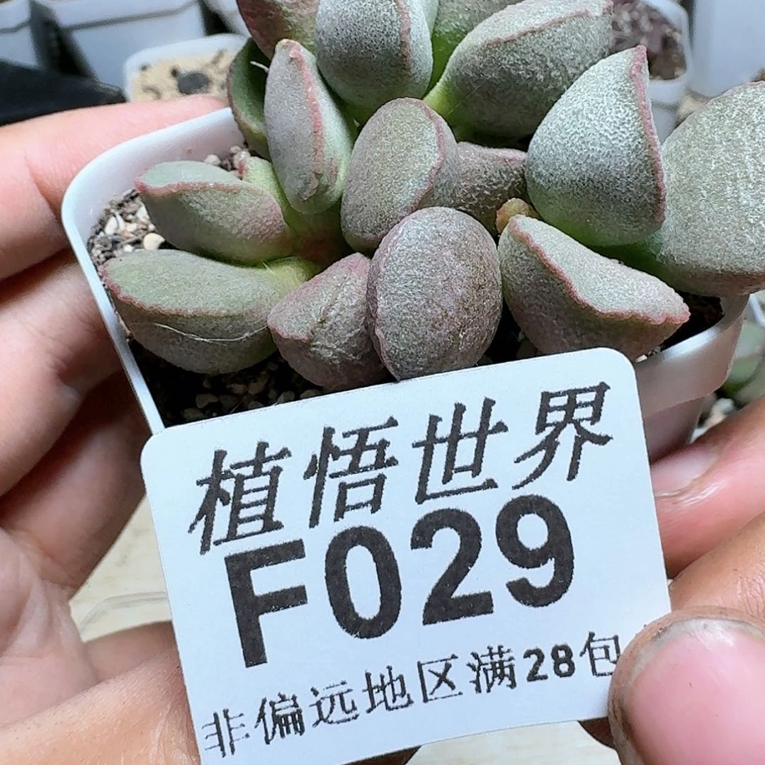 029号多肉植物d f