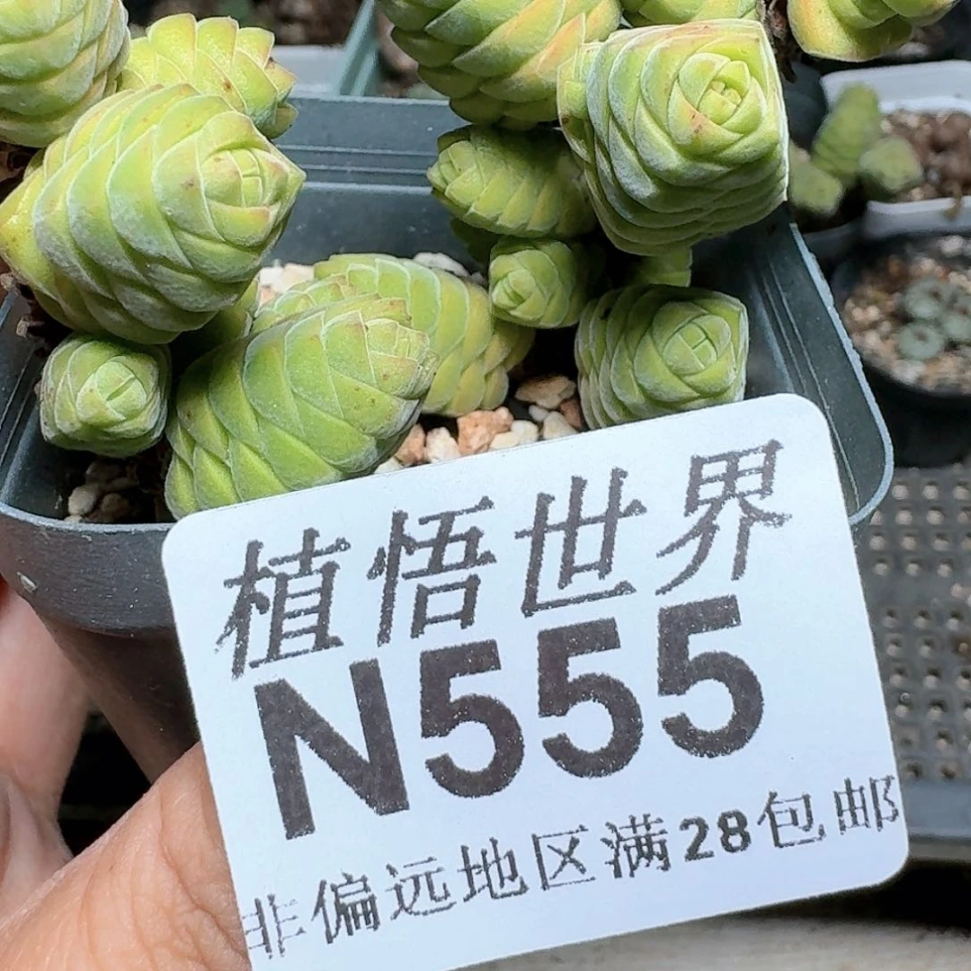 555号多肉植物哇c f