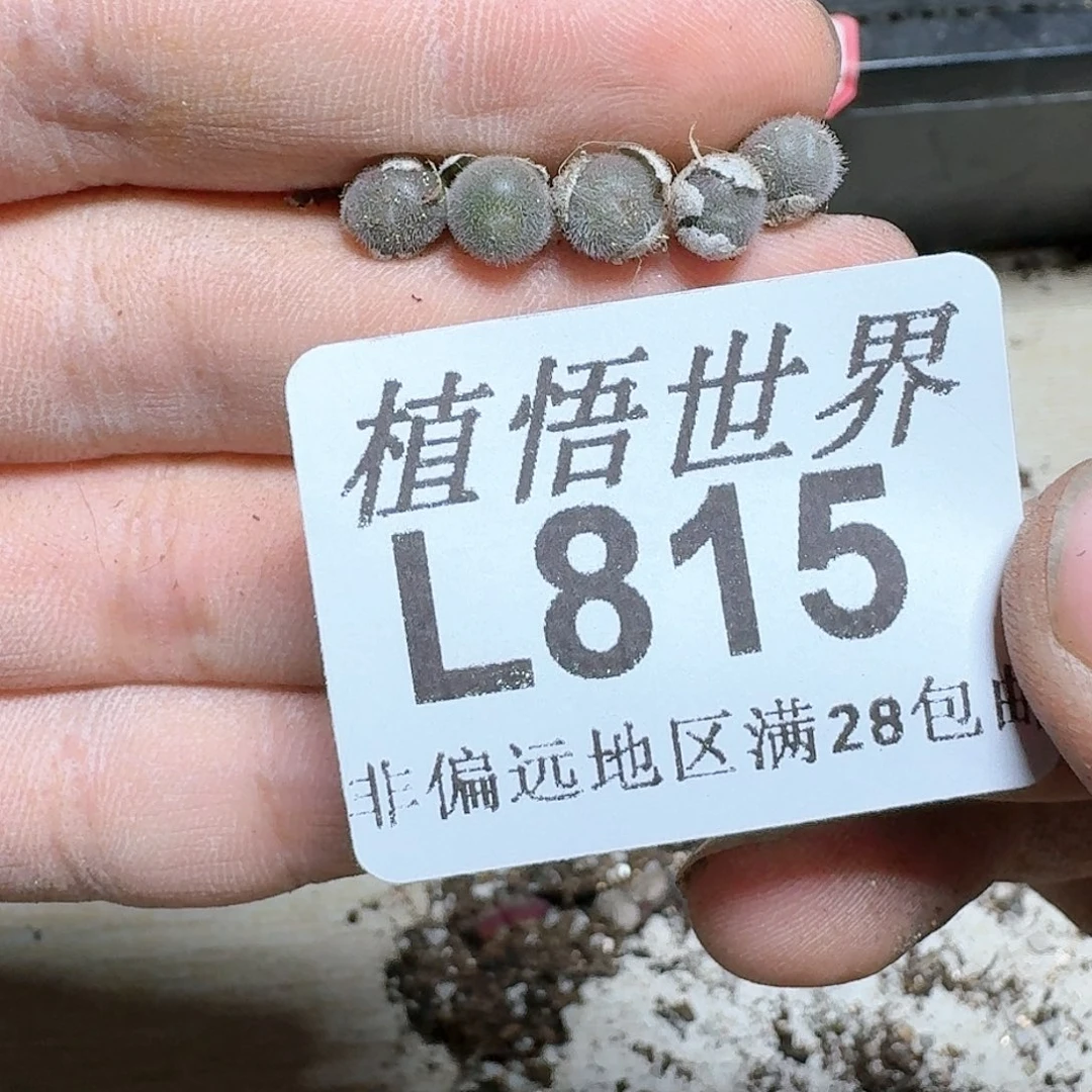 815号多多肉植物c