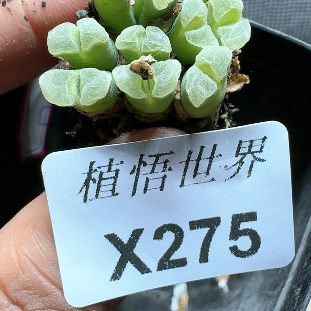 275号多肉植物哇f c
