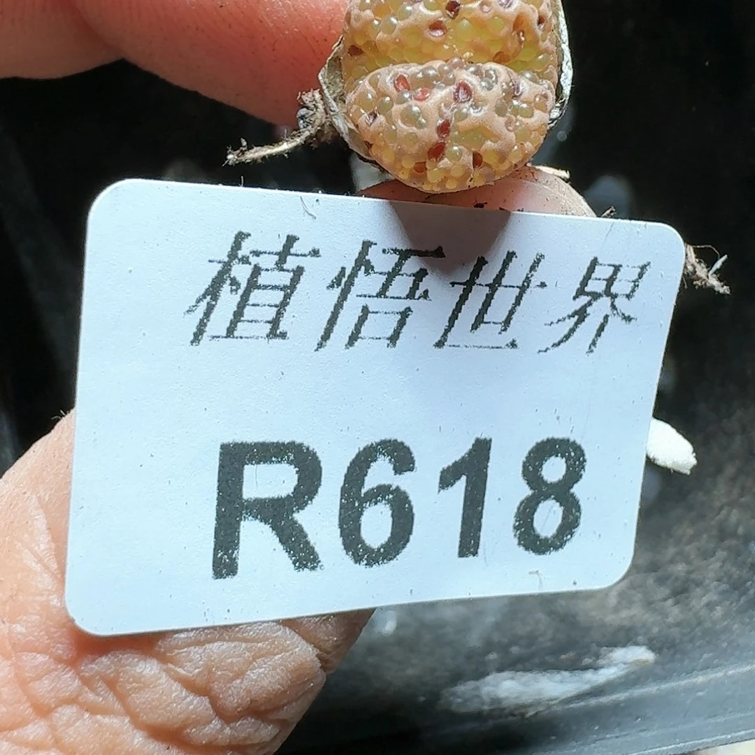 618号多肉植物哇c