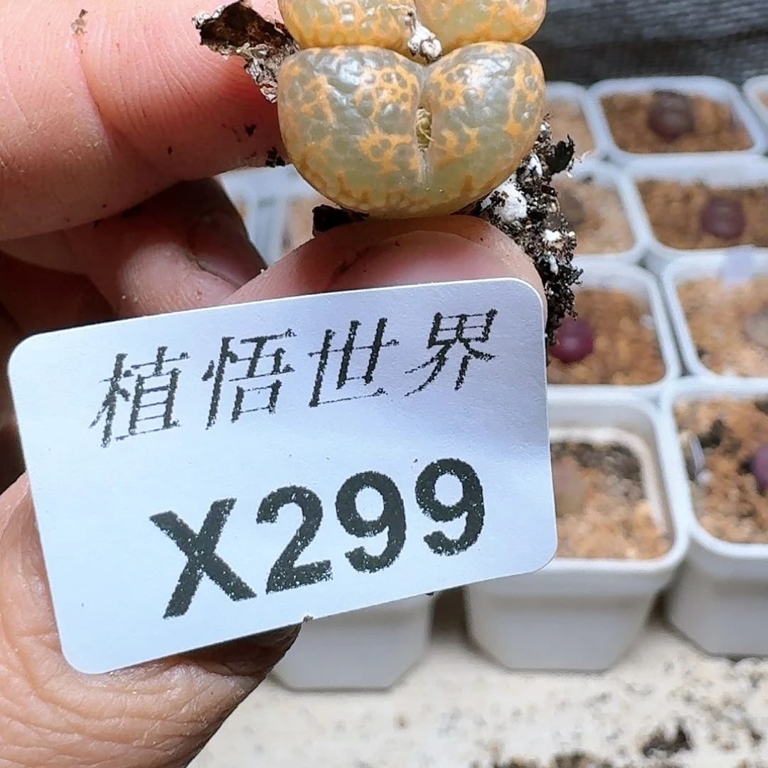 299号多肉植物哇c