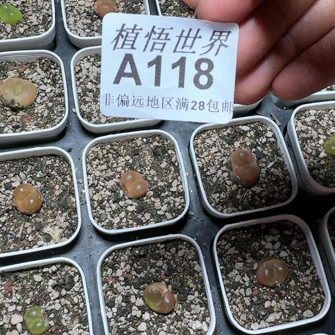 3颗一组量拍多肉植物