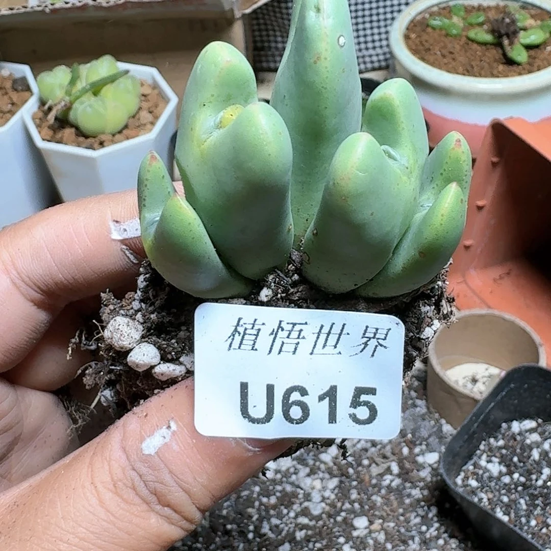 615号多肉植物大g