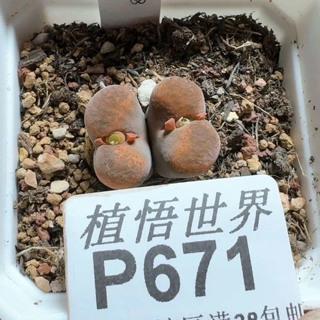 671号多肉植物哇c g