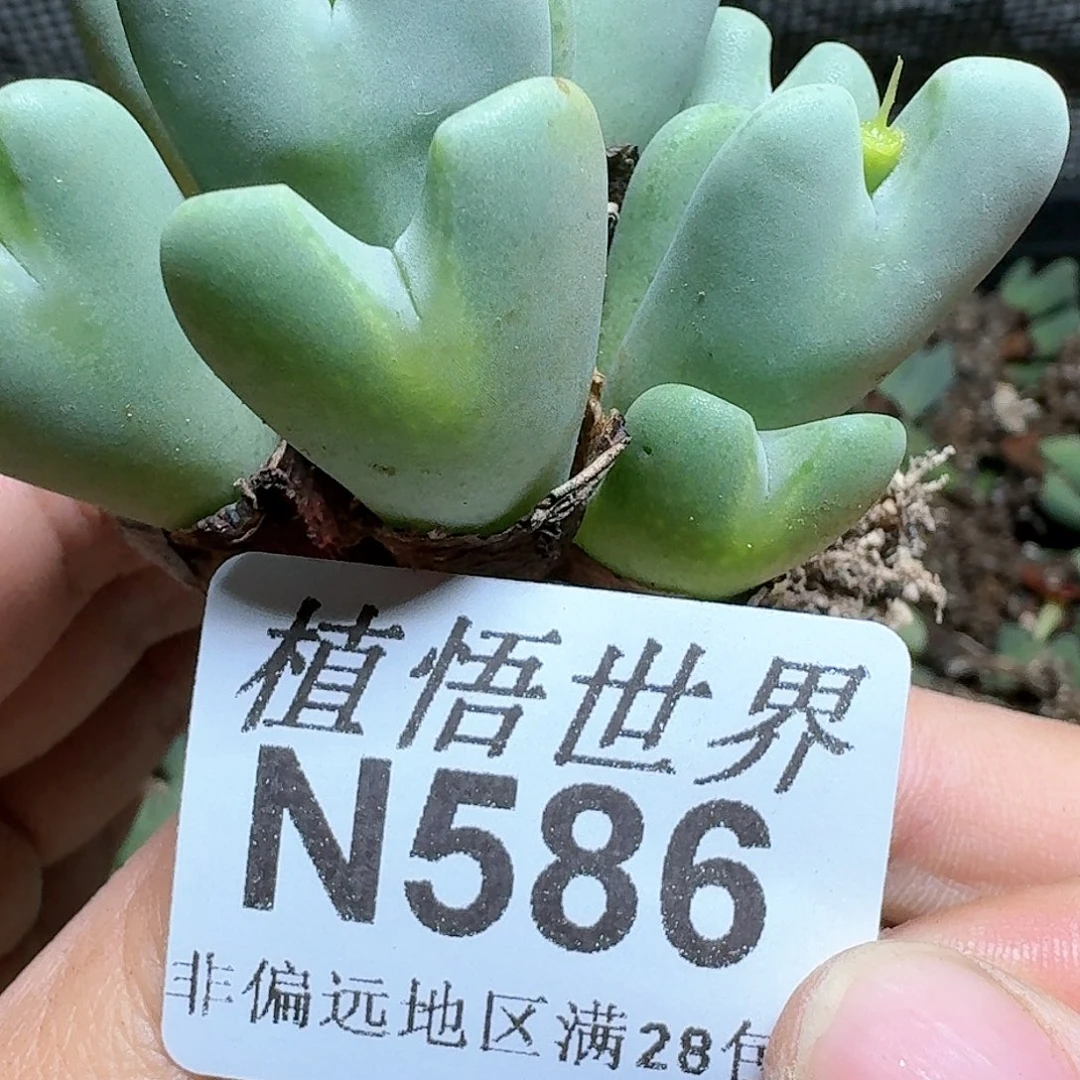 586号多肉植物哇x