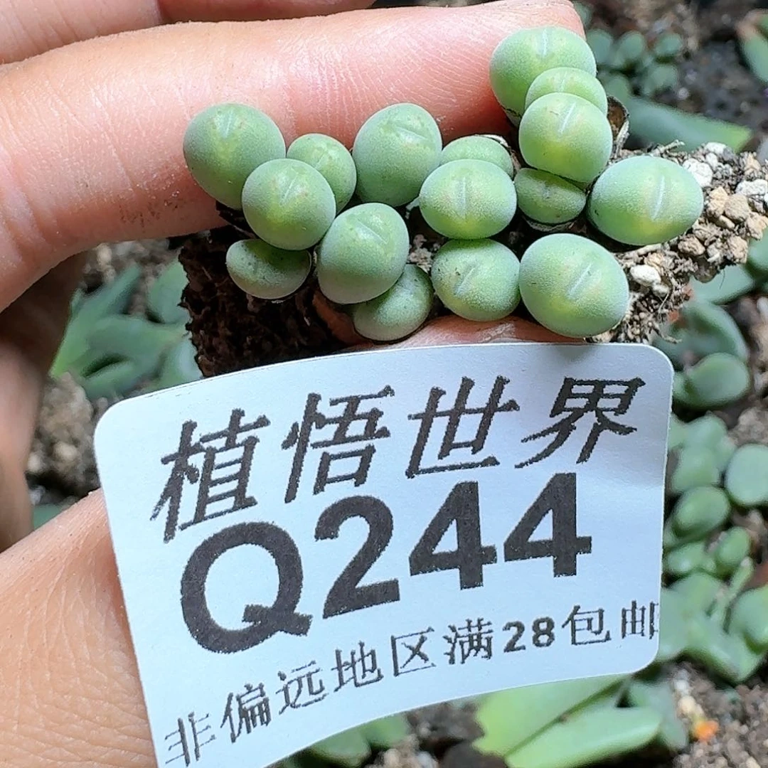 244号多肉植物c g