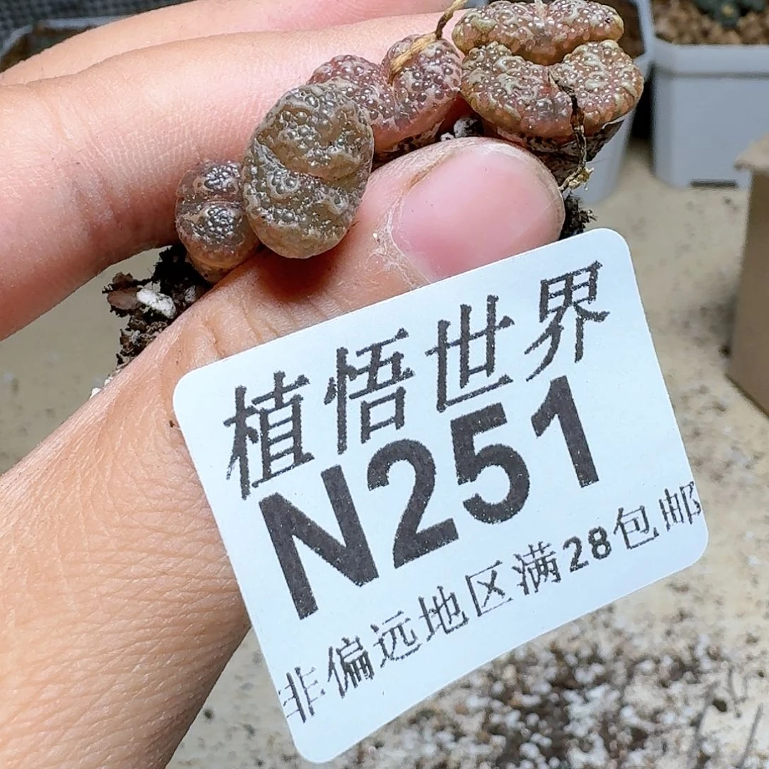 251号多肉植物哇c f