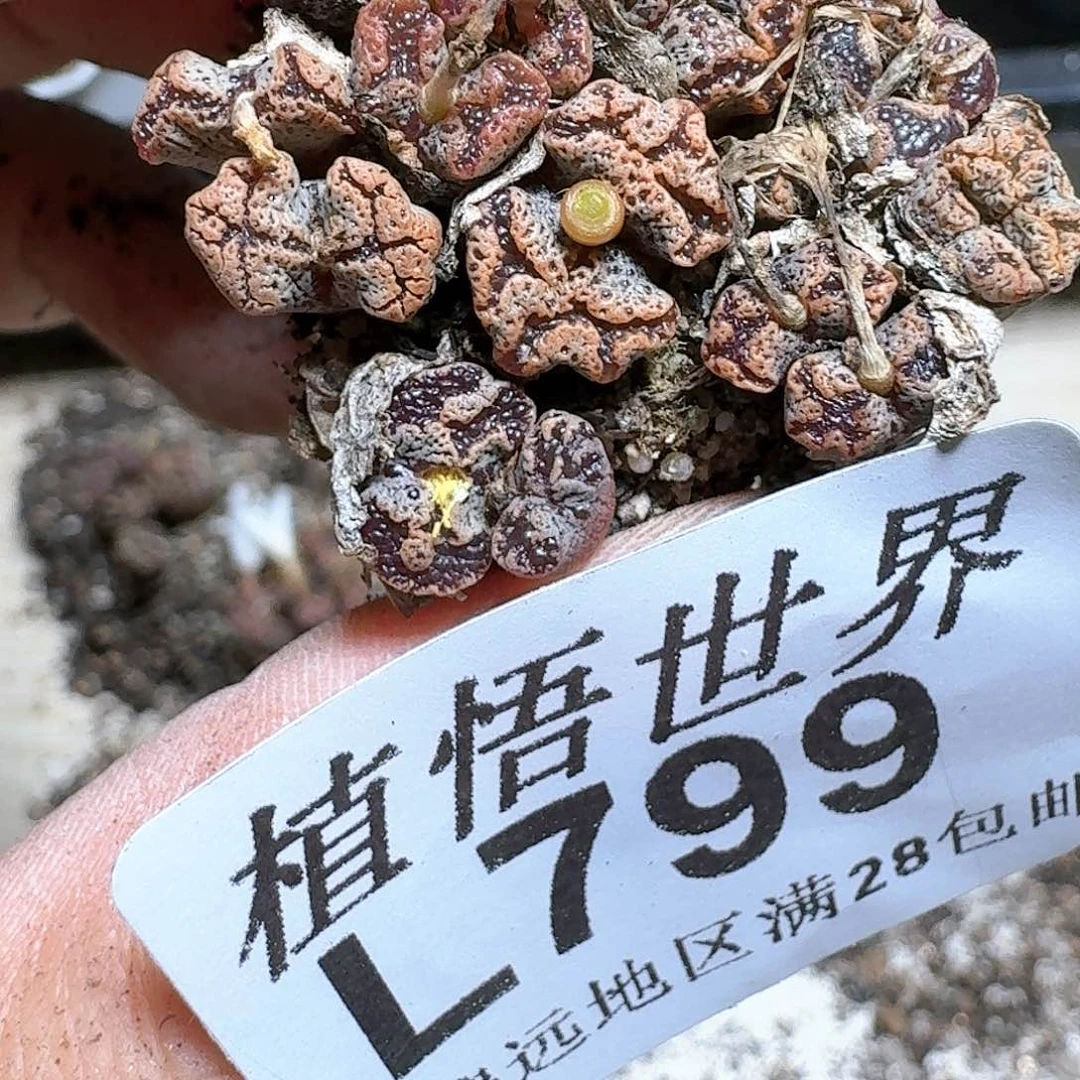 799号多肉植物x c