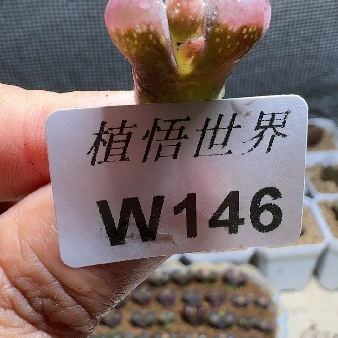 146号多肉植物哇幸