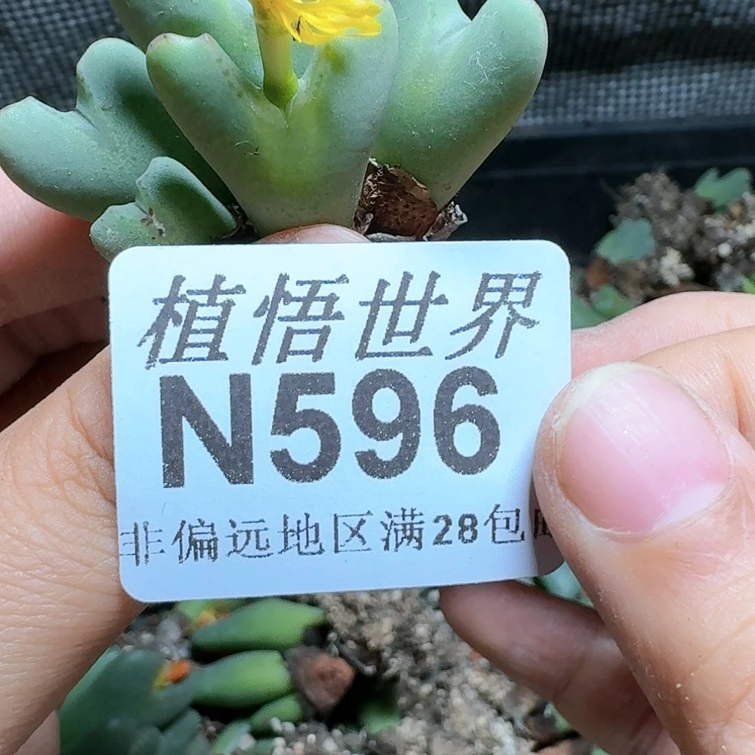 596号多肉植物哇x f