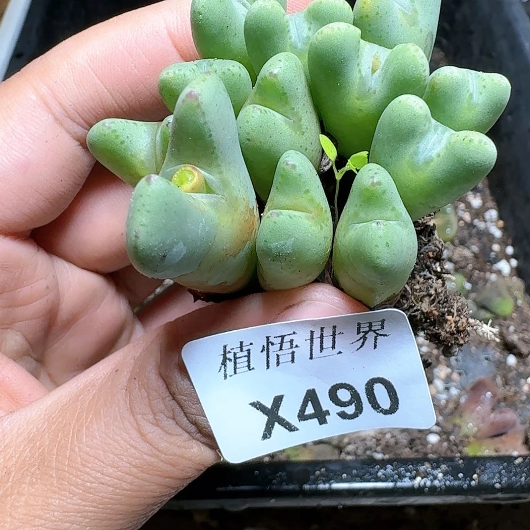 490号多肉植物哇c