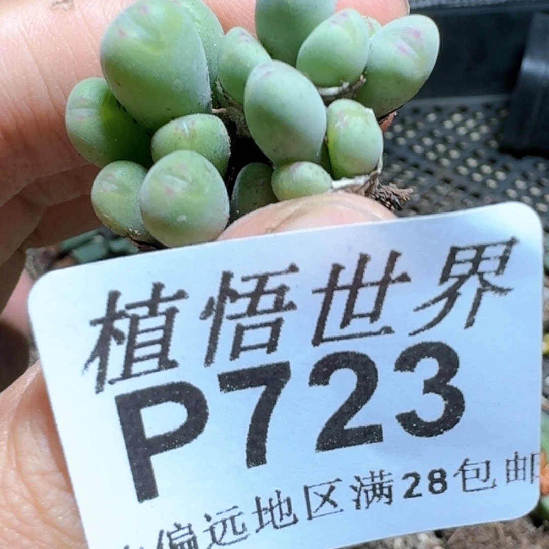723号多肉植物c g v