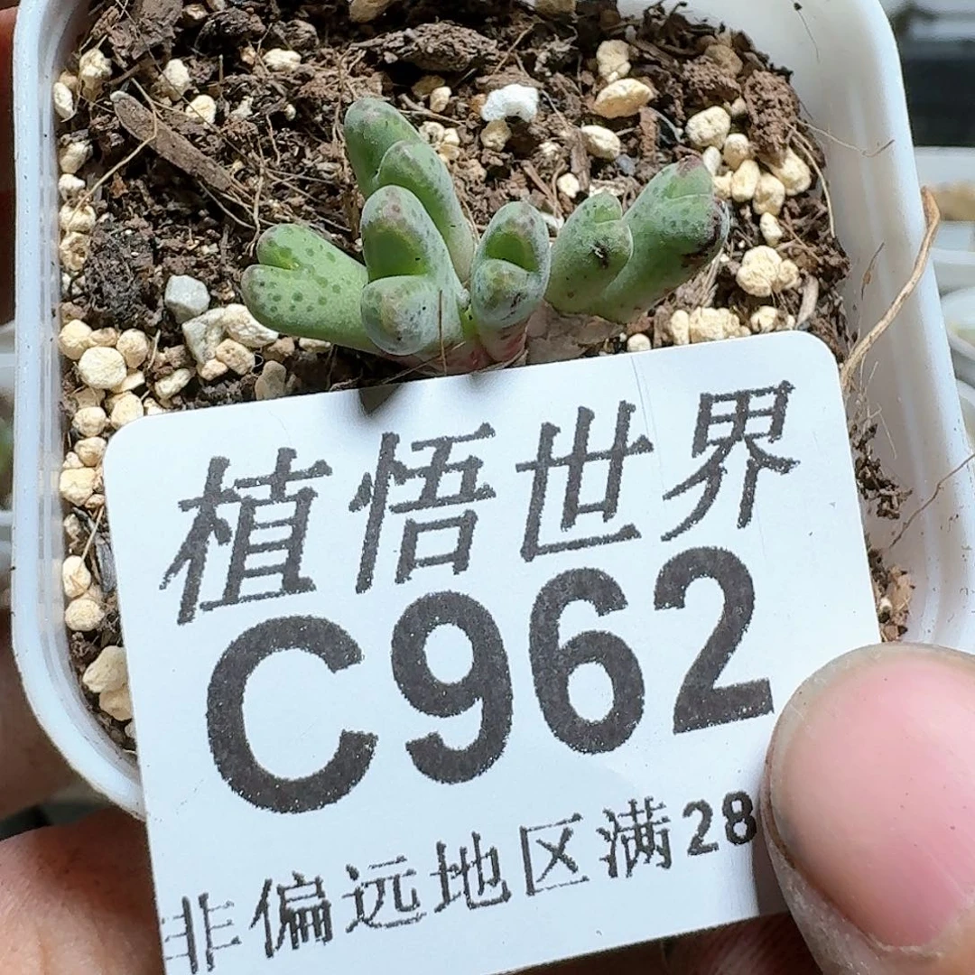 962号多肉植物大