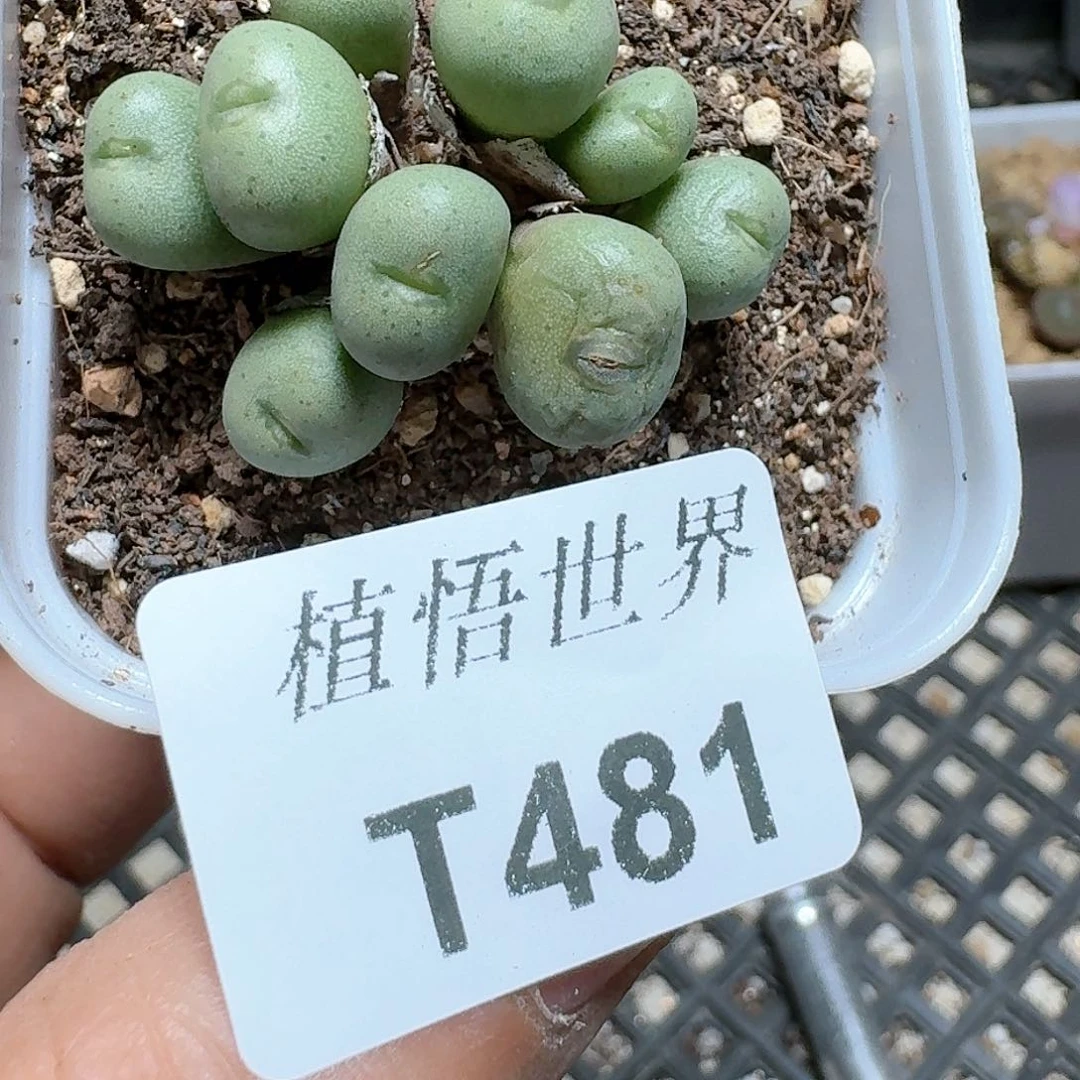 481号多肉植物哇f g